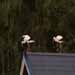 Vit stork