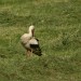 Vit stork